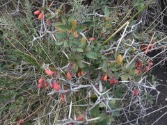 Berberis aetnensis