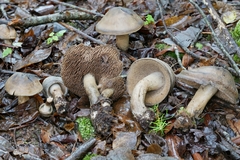 Sarcodon atroviridis