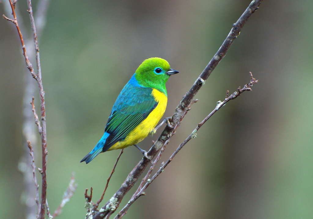 Blue-Naped Chlorophonia