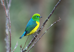 Blue-Naped Chlorophonia photo 1
