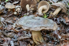 Sarcodon atroviridis