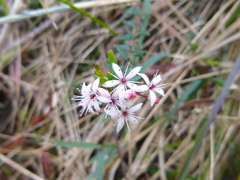 Bursaria spinosa