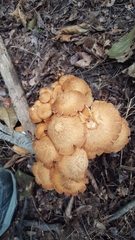 Desarmillaria tabescens image