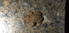 Bufo stejnegeri