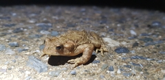 Bufo stejnegeri