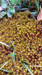 Geheebia gigantea
