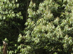 Lithocarpus