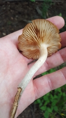 Desarmillaria tabescens image