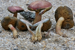 Boletus patrioticus