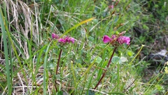 Pedicularis rostratocapitata