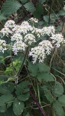 Heracleum sphondylium