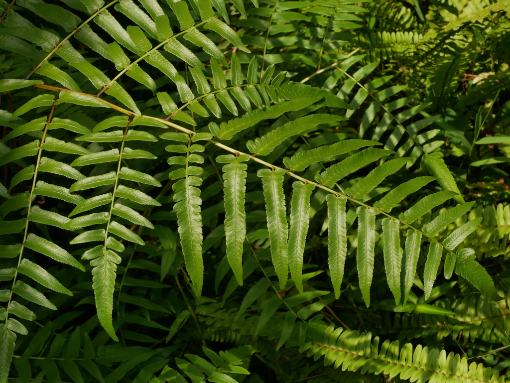 Diplazium esculentum