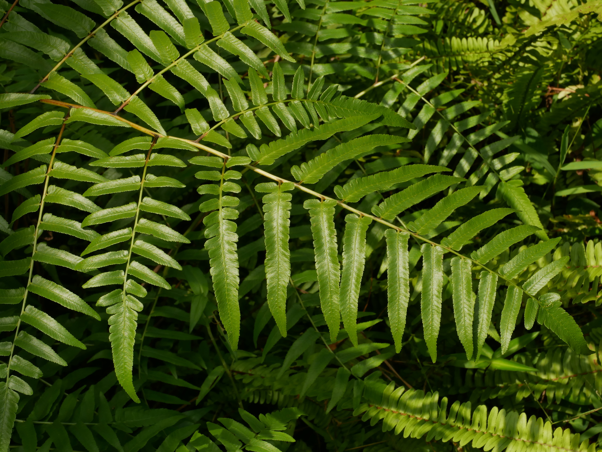 Diplazium esculentum
