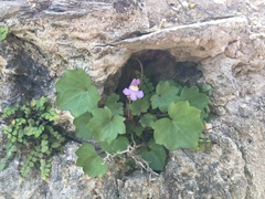 Cymbalaria muralis