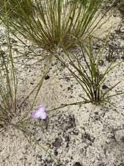 Callisia ornata