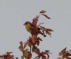 Pheucticus ludovicianus