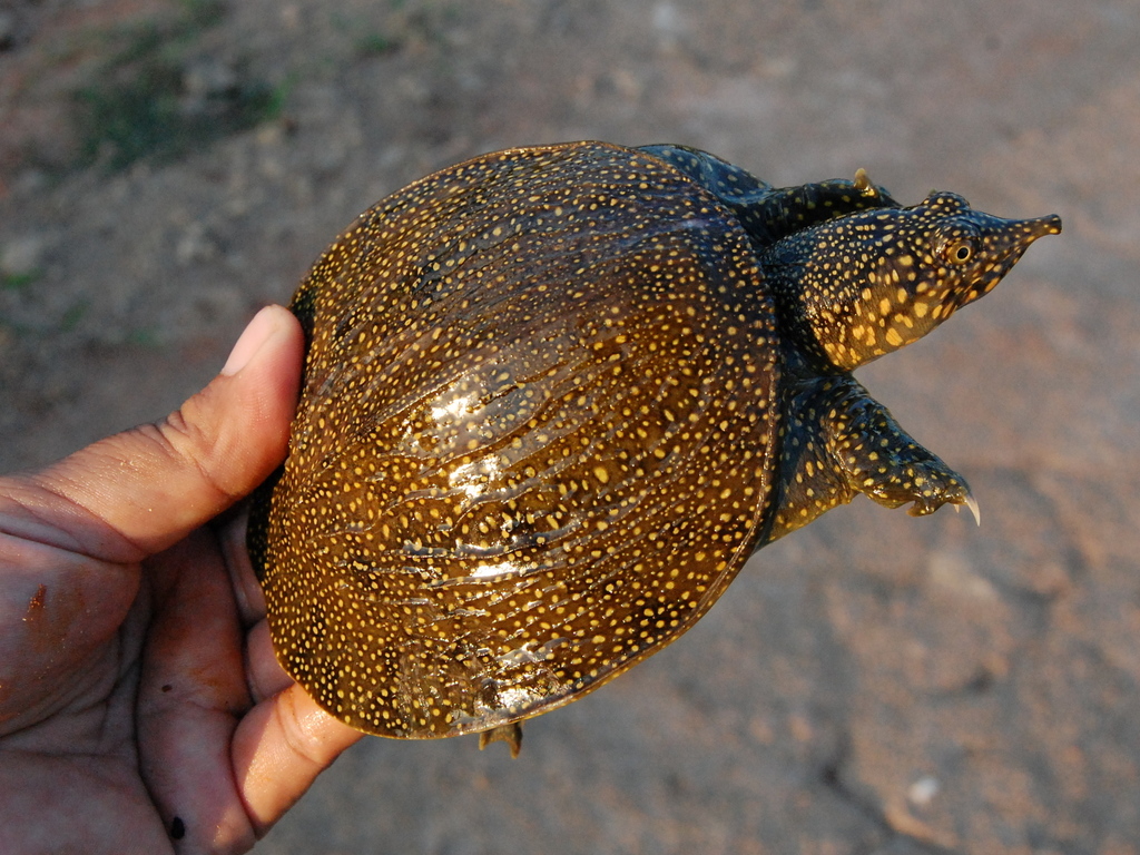 Asiatic Softshell Turtle