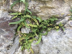 Asplenium trichomanes
