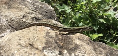 Podarcis muralis