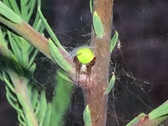 Araneus detrimentosus