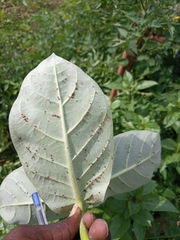 Calotropis procera