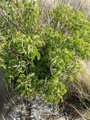 Rhus virens choriophylla
