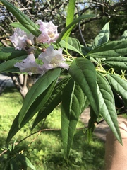 × chitalpa tashkentensis