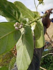 Calotropis procera