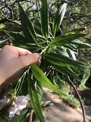 × chitalpa tashkentensis