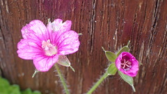Geranium nepalense thunbergii