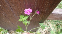 Geranium nepalense thunbergii