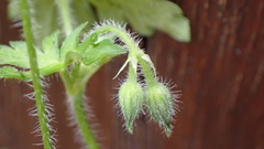 Geranium nepalense thunbergii