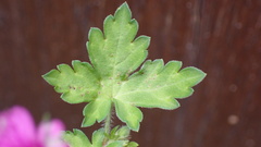 Geranium nepalense thunbergii