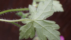 Geranium nepalense thunbergii