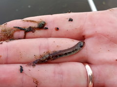 Cobitis taenia