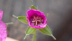 Geranium nepalense thunbergii
