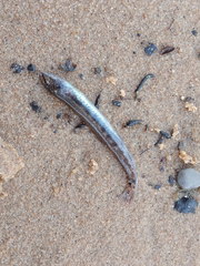 Cobitis taenia