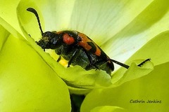 Mimesthes maculicollis