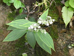 Hedyotis