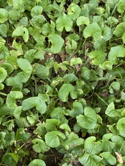 Centella asiatica
