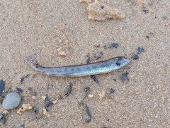 Cobitis taenia