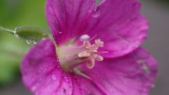 Geranium nepalense thunbergii