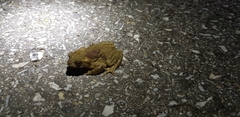 Bufo stejnegeri