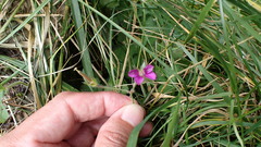 Geranium nepalense thunbergii