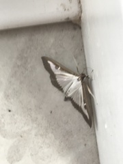 Cydalima perspectalis