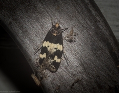 Sphyrelata melanoleuca