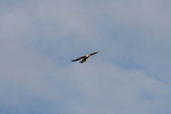 Falco cenchroides cenchroides