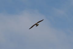 Falco cenchroides cenchroides