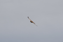 Falco cenchroides cenchroides