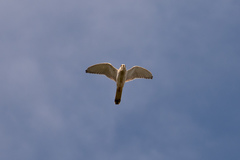 Falco cenchroides cenchroides